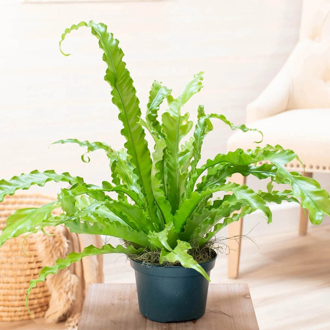 indoor plants victoria Victoria Bird's Nest Fern - Asplenium | Houseplants