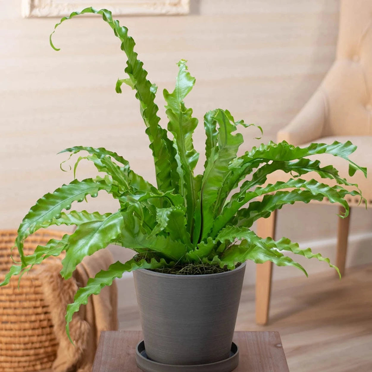 birds nest fern toxic to dogs Victoria Bird's Nest Fern