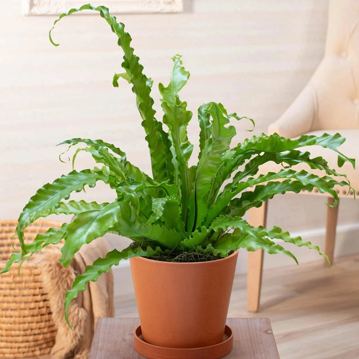 birds nest ferns in pots Victoria Bird's Nest Fern