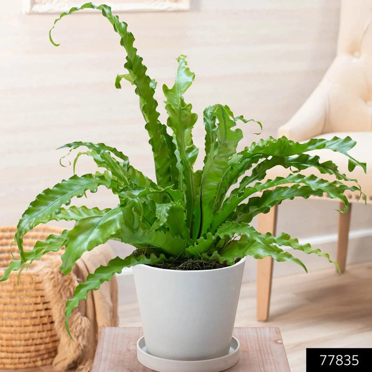 birds nest victoria fern Victoria Bird's Nest Fern