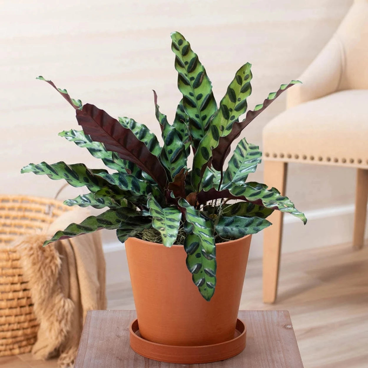 rattle snake plant Rattlesnake Plant