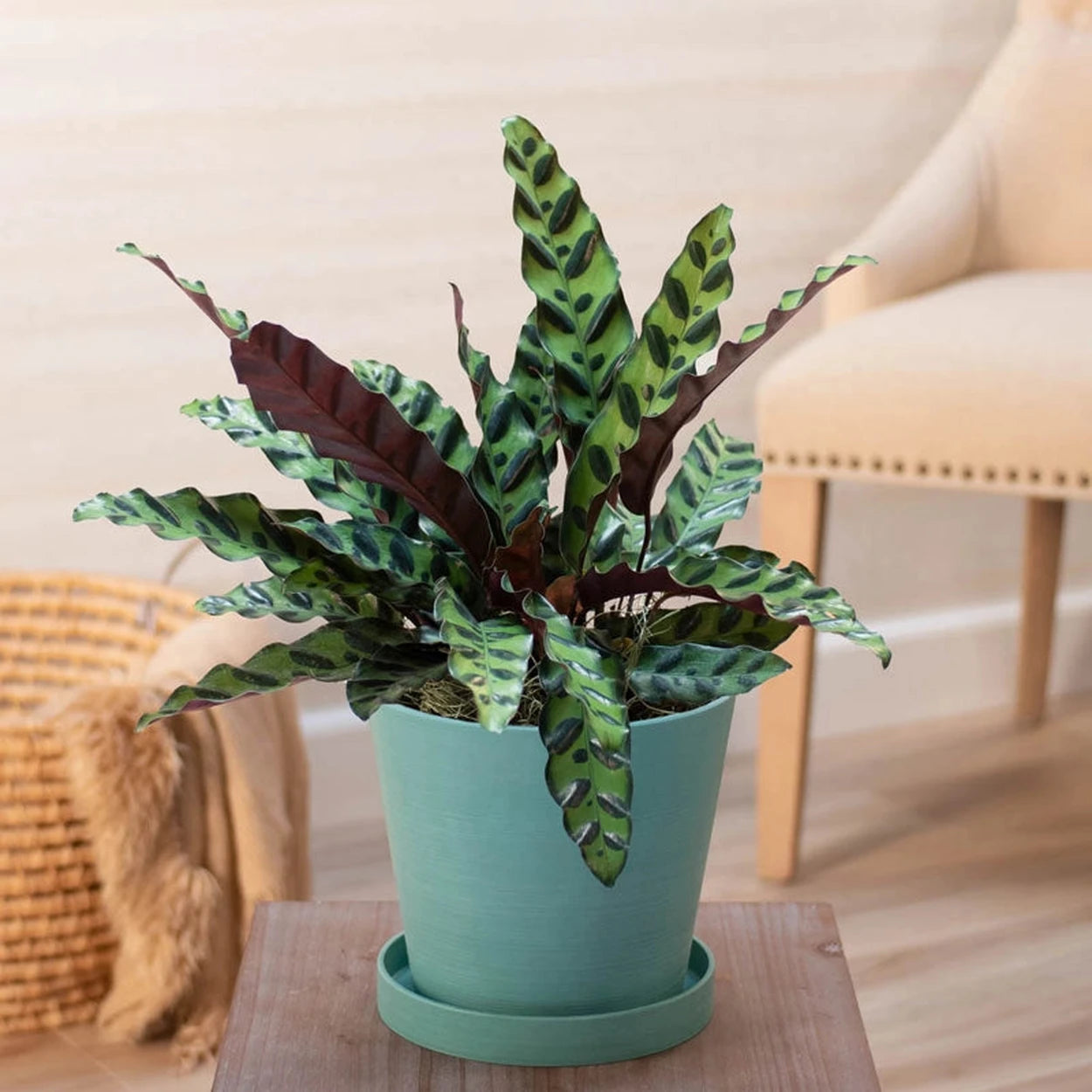 rattlesnake snake plant Rattlesnake Plant