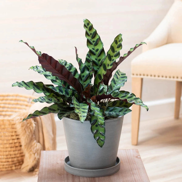 rattlesnake in potted plant Rattlesnake Plant - Calathea lancifolia | Houseplants