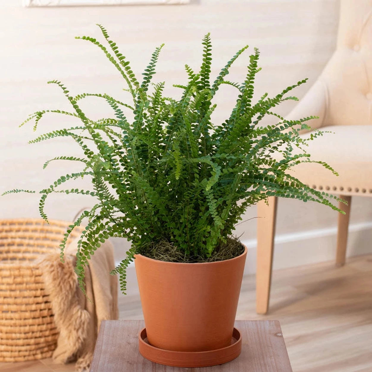indoor fern like plant Lemon Button Fern
