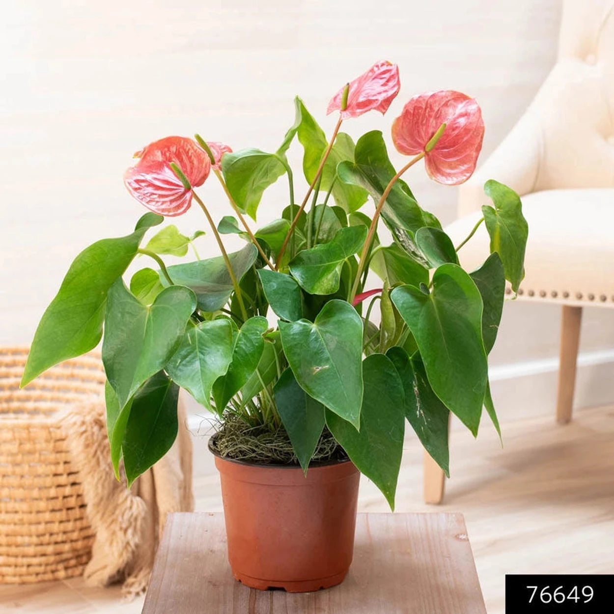 anthurium plants near me Pink Dutch Anthurium