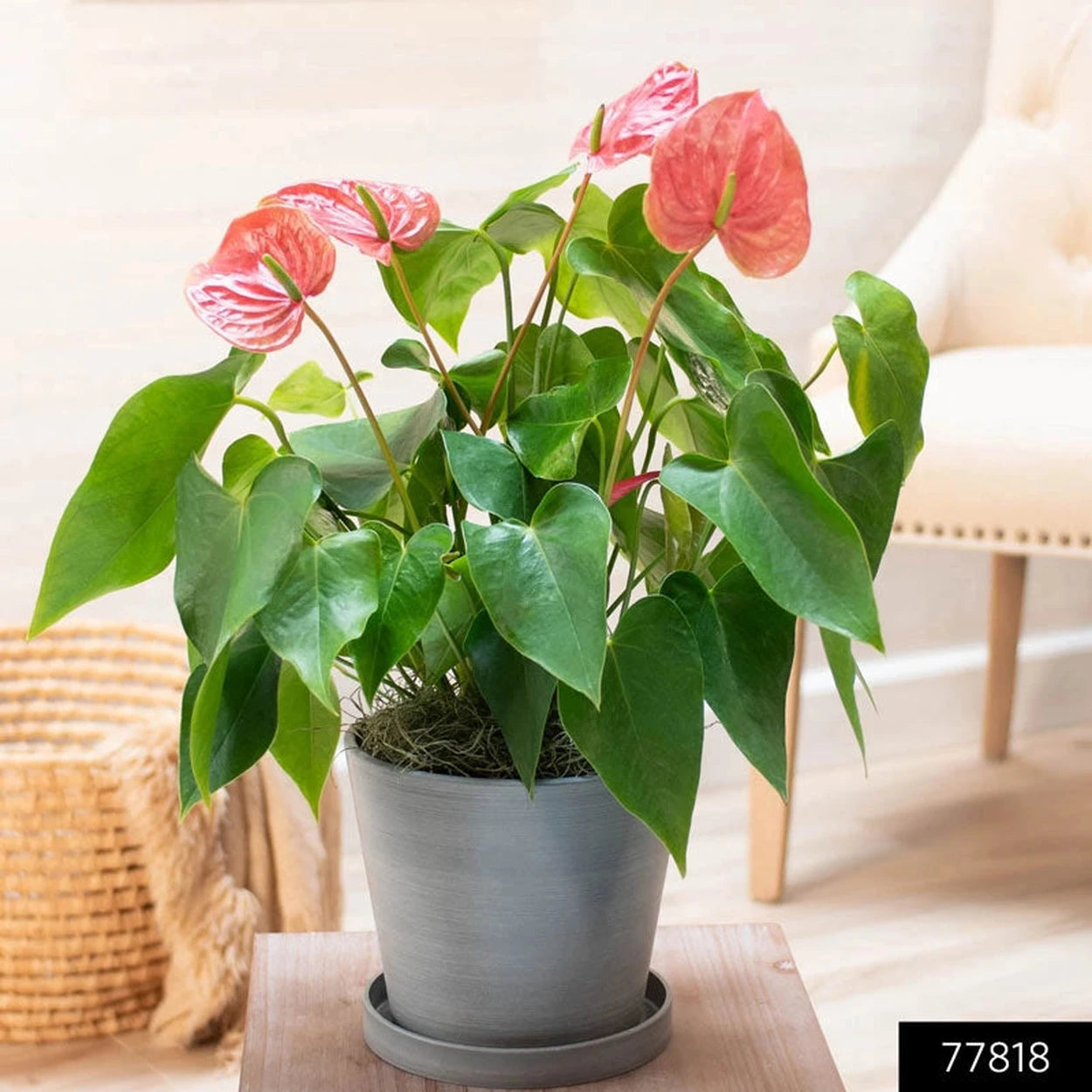 anthurium long leaf Dutch Pink Anthurium - Long-Blooming | Houseplants