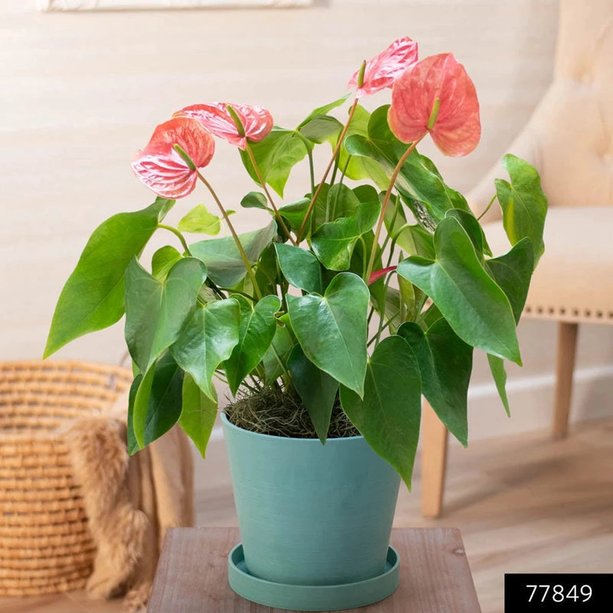 anthurium kopen Pink Dutch Anthurium