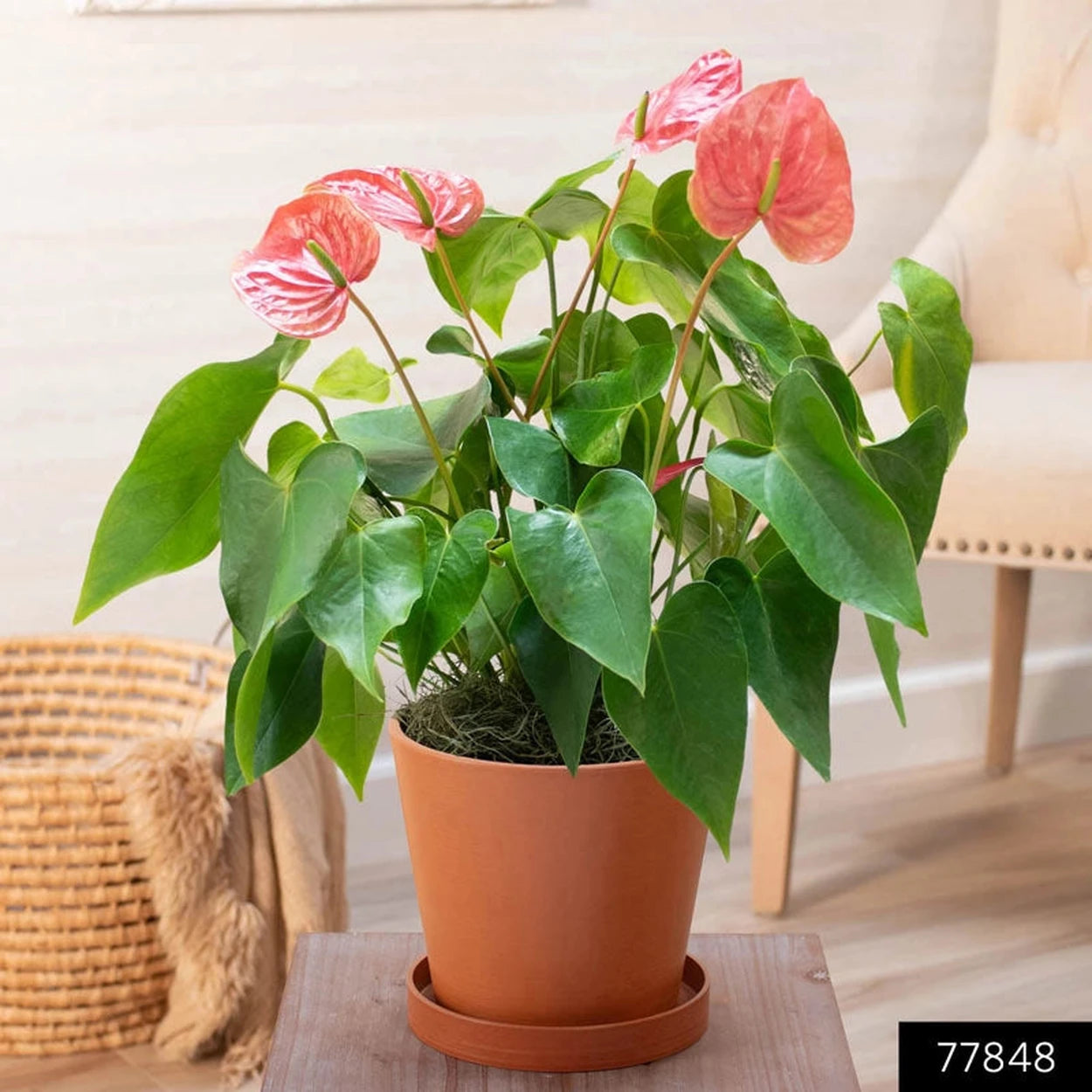 anthurium houseplants Pink Dutch Anthurium