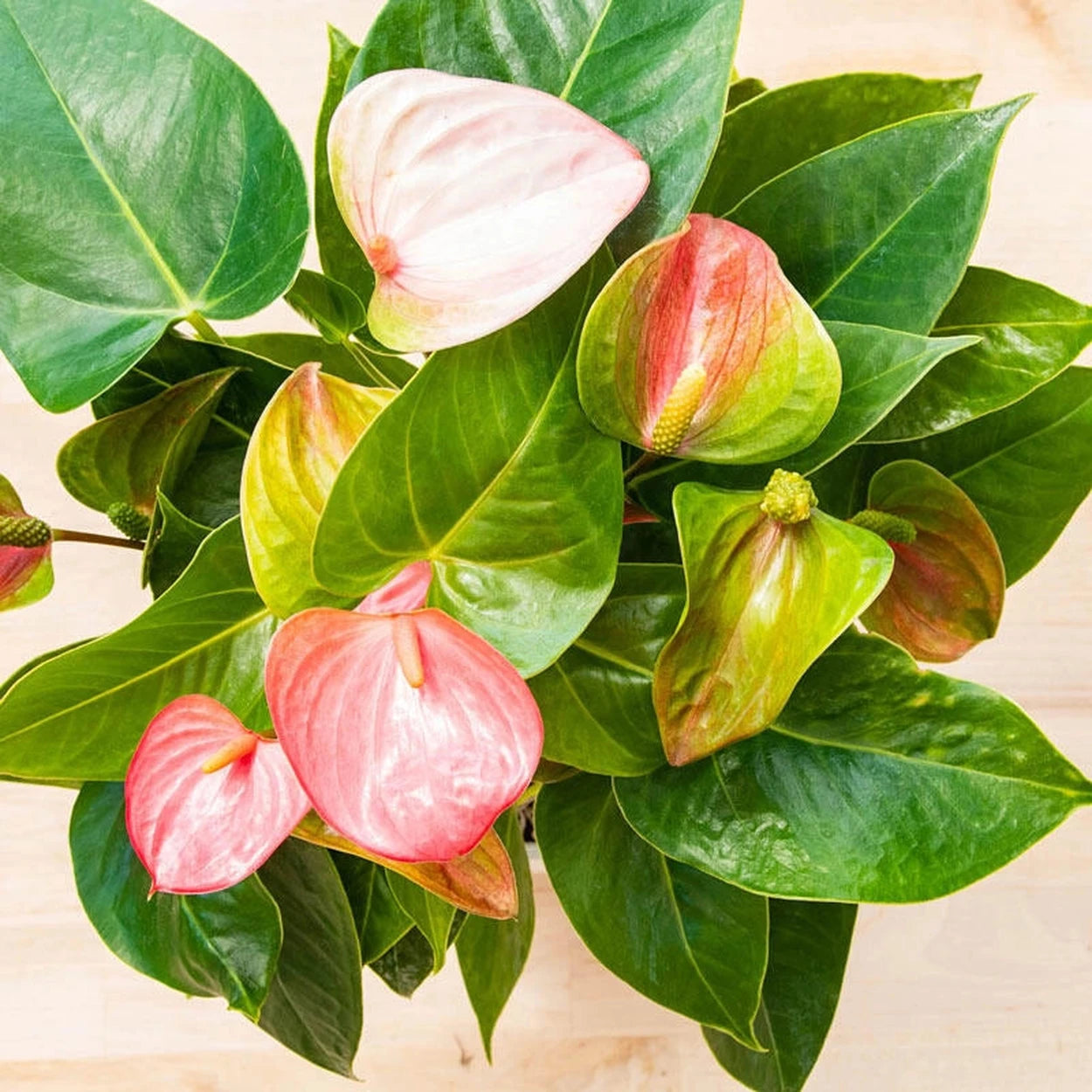 anthurium price Pink Dutch Anthurium