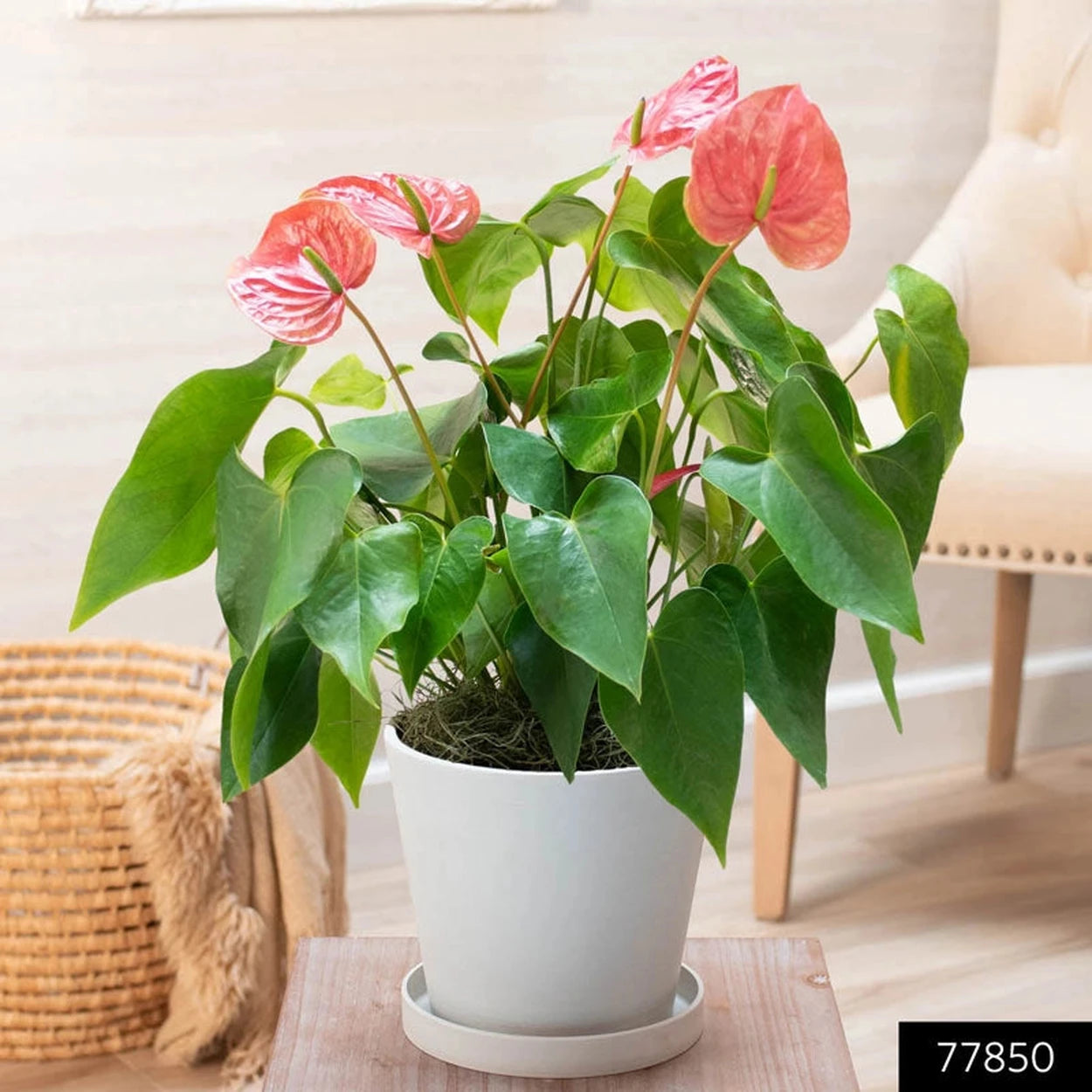 anthurium houseplant with pink Pink Dutch Anthurium