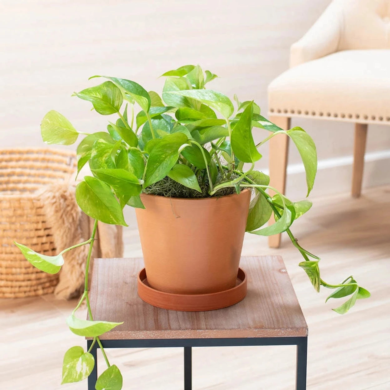 golden pothos house plants Golden Pothos
