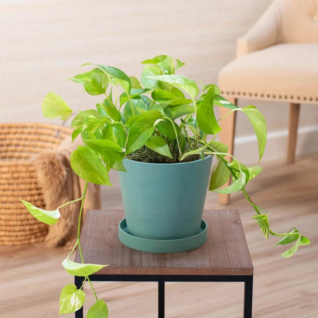 small golden pothos Golden Pothos - Epipremnum aureum | Houseplants