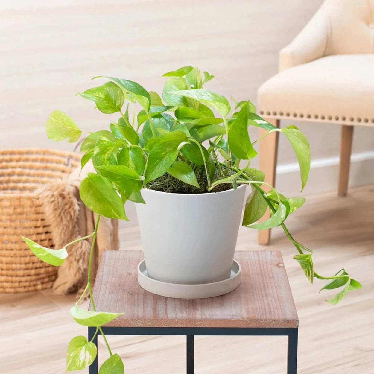 a golden pothos Golden Pothos - Epipremnum aureum | Houseplants