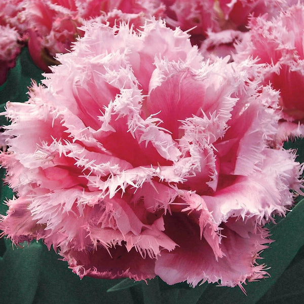 Queensland Tulip - Pink Fringed Tulip | Breck's