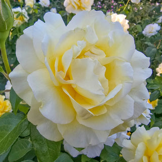 Happy Go Lucky™ Grandiflora Rose