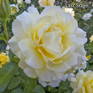 Happy Go Lucky™ Grandiflora Rose