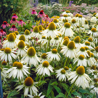 White Swan Coneflower