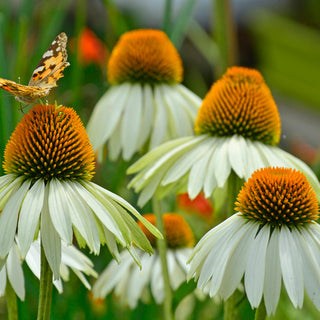 White Swan Coneflower