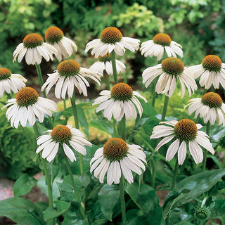 White Swan Coneflower
