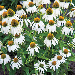 White Swan Coneflower