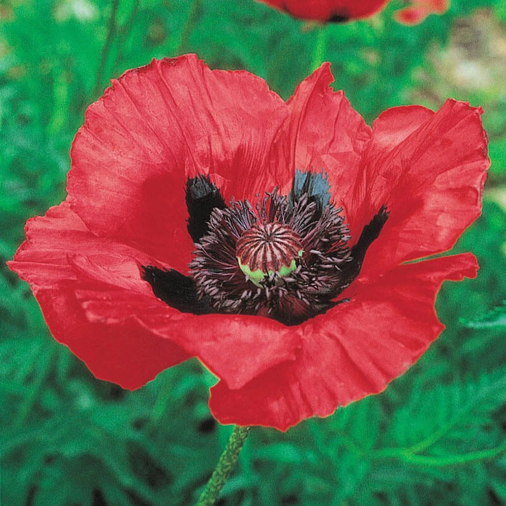 Beauty of Livermere Oriental Poppy | Shop Online | Breck's