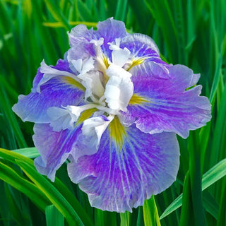 Cheesecake Dinner Plate Japanese Iris