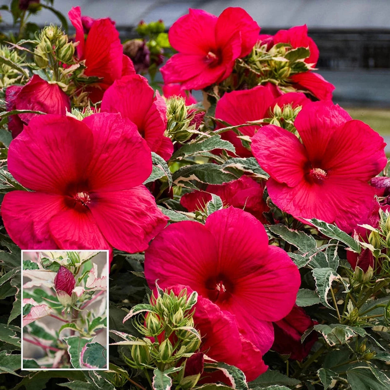 saucer hibiscus plant Summer Carnival Hibiscus