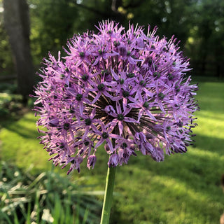 Persian Blue Allium Super Sak