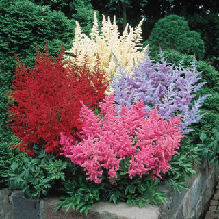 Astilbe Mixture Super Sak®