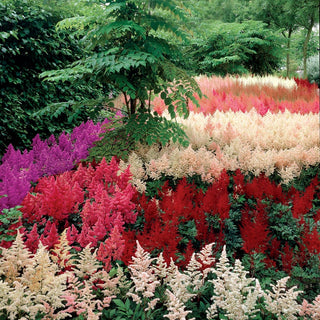 Astilbe Mixture Super Sak®