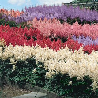 Astilbe Mixture Super Sak®