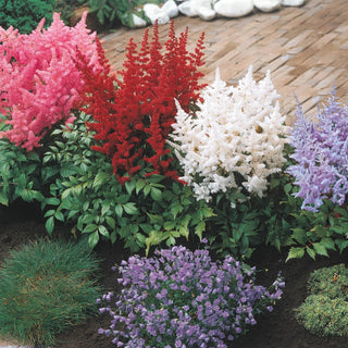 Astilbe Mixture Super Sak®