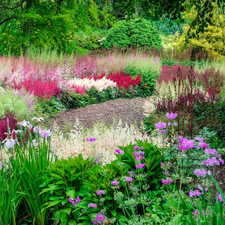 Astilbe Mixture Super Sak®