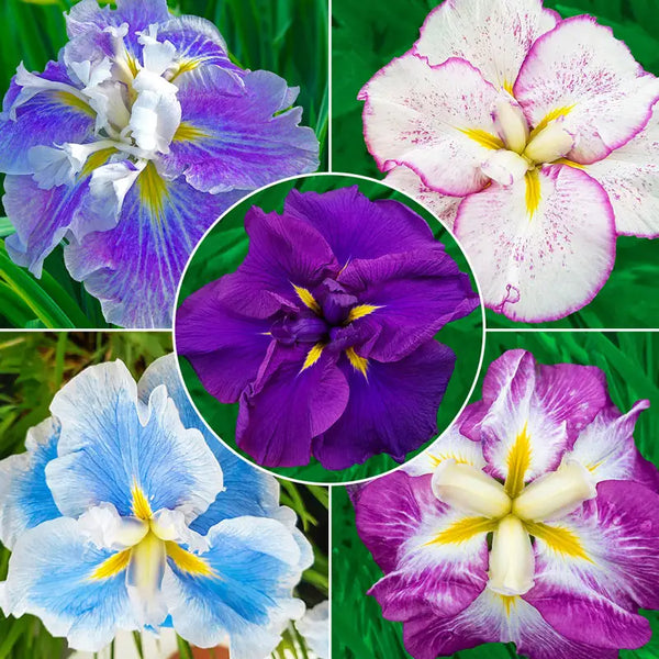 Dinner Plate Japanese Iris Collection | Buy Online | Breck's