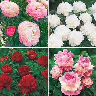 Lifetime Peony Collection | Peonies for Sale | Breck's