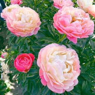 Peony Lifetime Collection