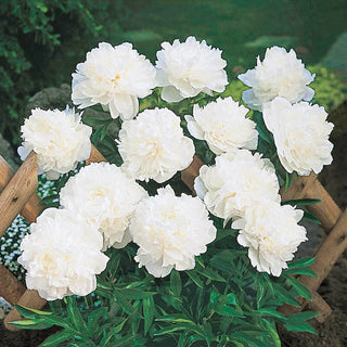 Peony Lifetime Collection