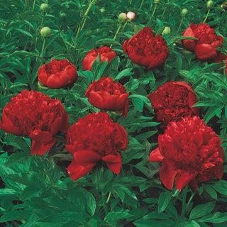 Peony Lifetime Collection