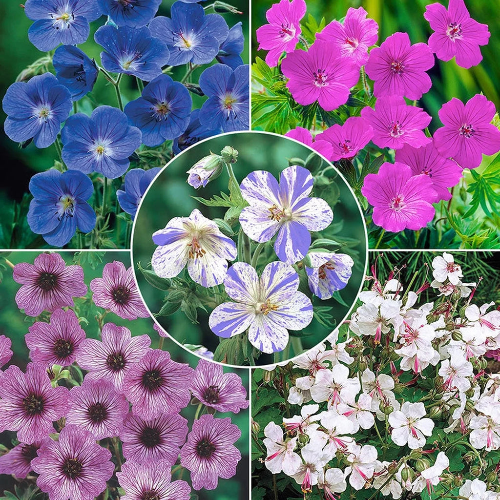 Everblooming Hardy Geranium Collection | Buy Online | Breck's