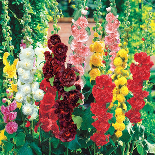 Double Hollyhock Mixture