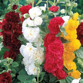 Double Hollyhock Mixture