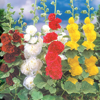 Double Hollyhock Mixture