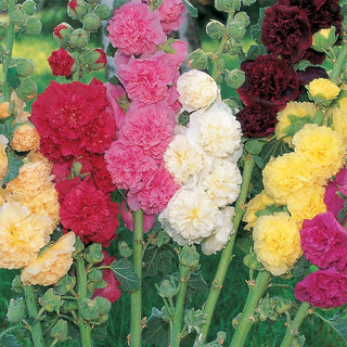 Double Hollyhock Mixture