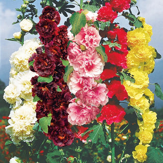 Double Hollyhock Mixture
