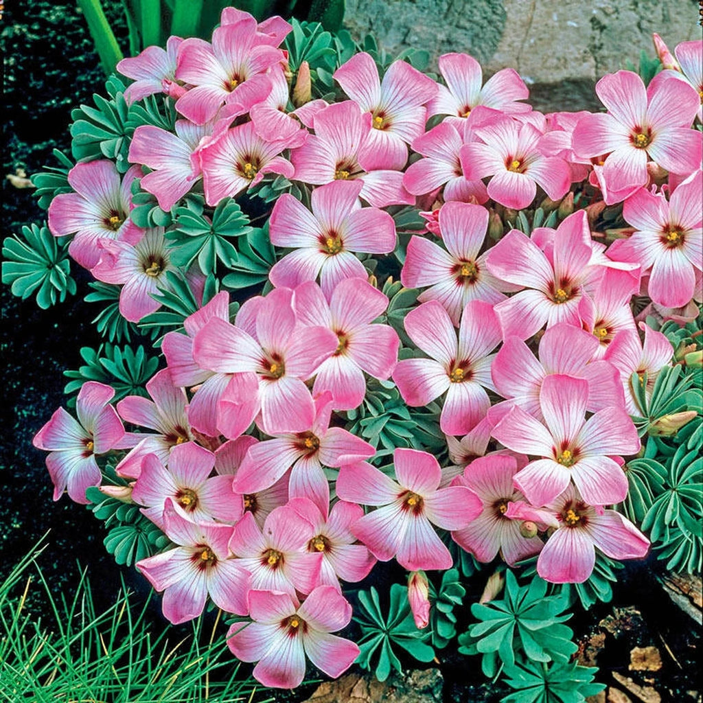 Beeks Bulbs Buy Pink Buttercup Online | Spring Bulbs for Sale | Breck's