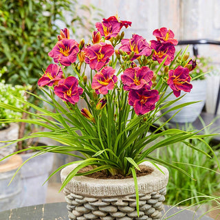 Younique Red Daylily