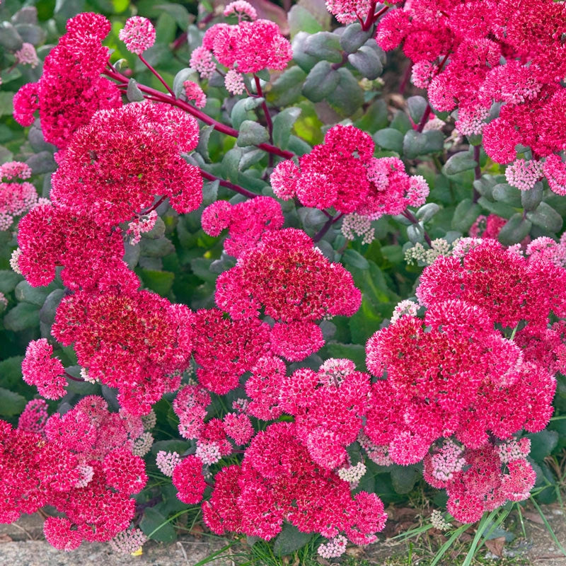 Sedum Telephium 'Red Cauli'Sedum Tele...