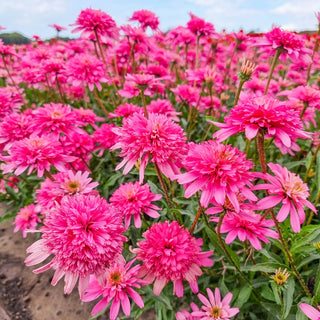 Mini Belle Coneflower