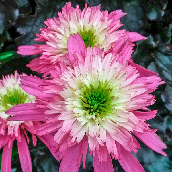 Mini Belle Coneflower | Save up to 75%