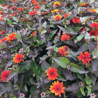 Fire Twister False Sunflower